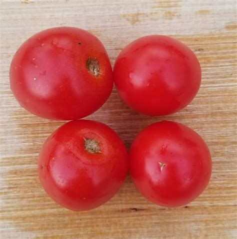 Bush Beefsteak Tomato Gaia Organics