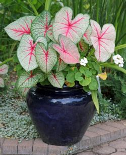 Caladiums Wisconsin Horticulture