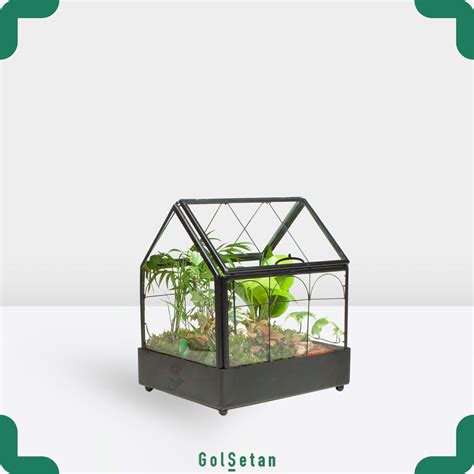 تراریوم پتوس و فیتونیا - ارسال 4ساعته رایگان | گُل‌سِتان