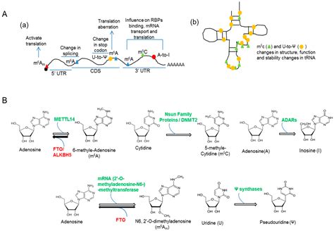 Epitranscriptome And Fmrp Regulated Mrna Translation