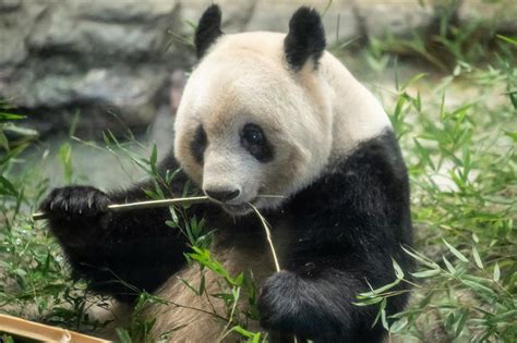 Beloved Japan Born Giant Panda Xiang Xiang Returns To China SHINE News