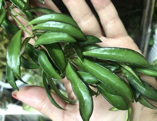 Hoya Sp Epc Pg Very Small Leaves Mini Wayetii