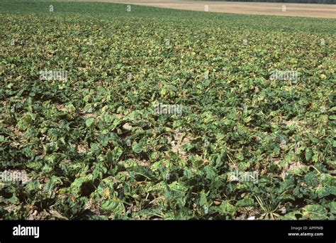 Young Sugar Beet Crop Severely Damaged By Boron Deficiency France Stock