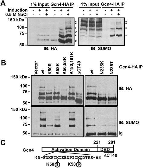 Sumoylation Of Transcription Factor Gcn4 Facilitates Its Srb10 Mediated