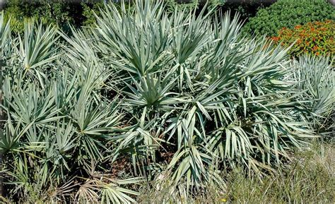 Serenoa Repens S Ge Palme Flora Toskana