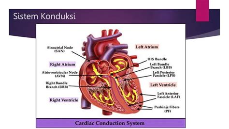 Sistem Konduksi Kelistrikan Jantung Ppt