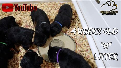 4 Week Old Rottweiler Puppies H Litter 602 699 5067 Youtube