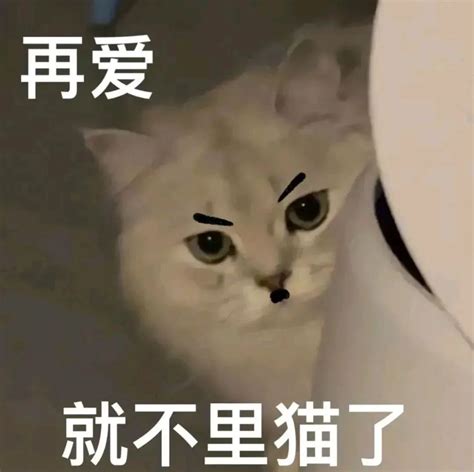 猫猫表情包 堆糖美图壁纸兴趣社区