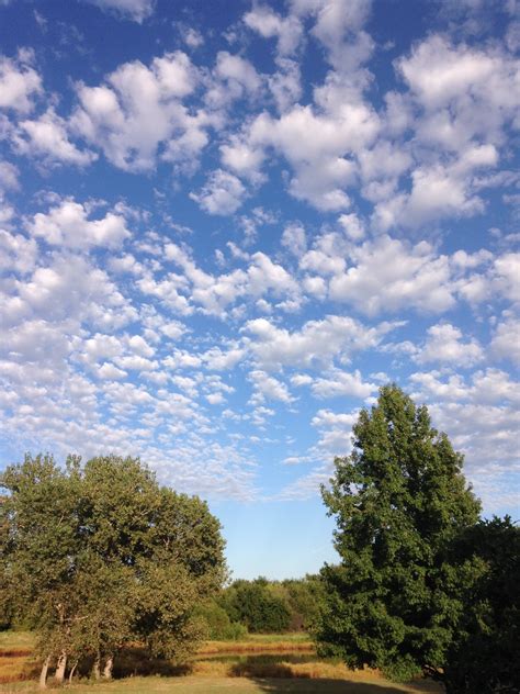 Fotos Gratis Paisaje árbol Naturaleza Césped Horizonte Nube