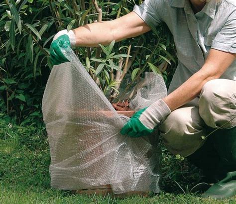 Come Salvare Le Piante Dal Gelo Piccola Guida Pratica