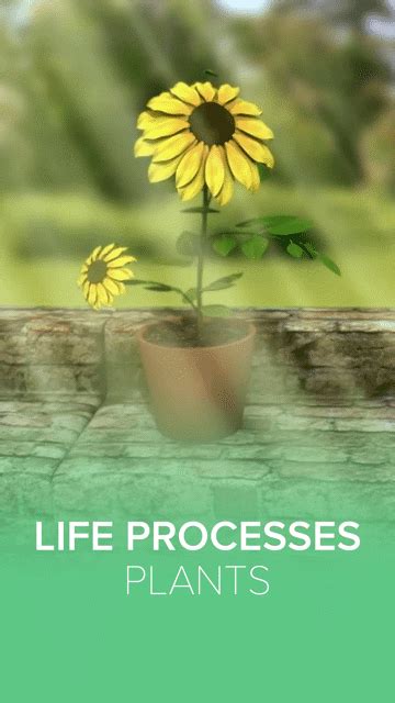 Life Processes: Plants Videos & Resources | ClickView