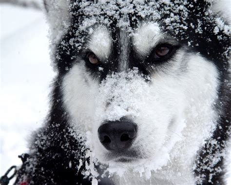 Snow Dog stock image. Image of regal, husky, mountain, snow - 717185
