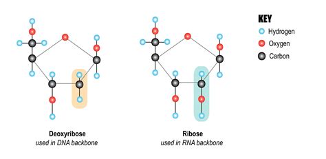 33 Sugars Introduction To The Evolution And Biology Of Sex