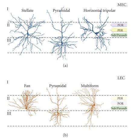 Morphological And Connectional Heterogeneity Among Principal Neurons In