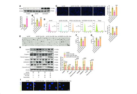 Nlrp Overexpression Reverses The Effects Of Simvastatin On Foam Cell