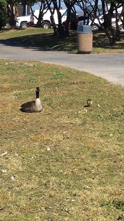 Baby Geese 21🐥🦢🇨🇦 Cute Animals Augos Goose Geese Nature