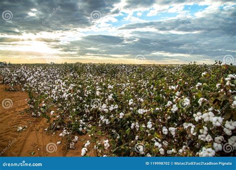 Fondo Di Struttura Della Piantagione Del Campo Del Cotone Fotografia