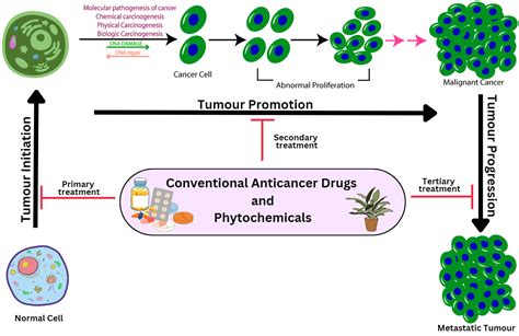 Pharmaceutics Free Full Text Codelivery Of Phytochemicals With