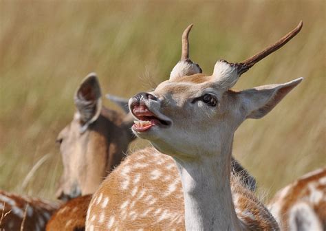 Deer Overview Senses Smell Wildlife Online