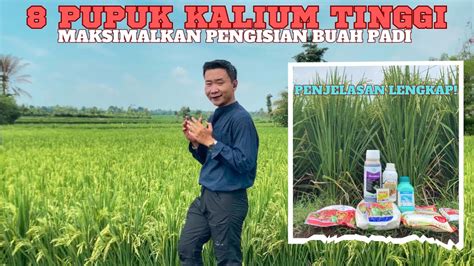 8 Pupuk Kalium Tinggi Untuk Buah Padi Berisi Berat Berbobot