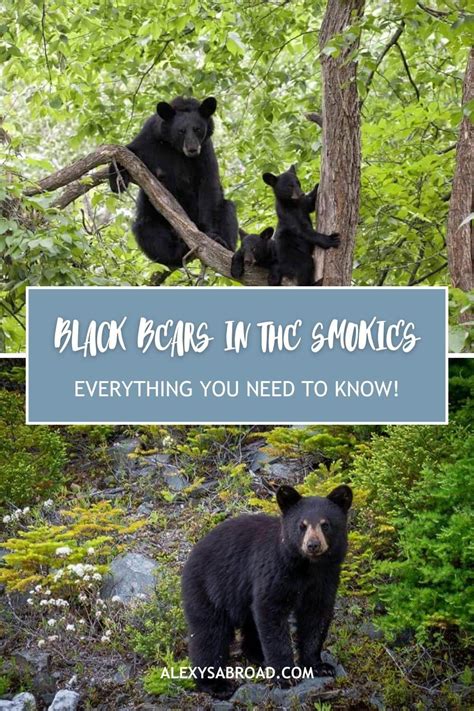 Black Bears In The Smoky Mountains Everything You Should Know Alexys