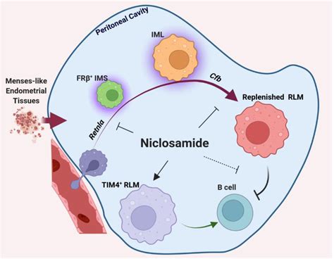 Niclosamide Targets Macrophages To Rescue The Disrupted Peritoneal