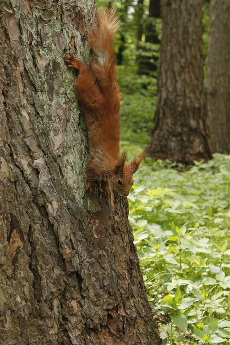 Squirrel In The Park Stock Image Image Of Orange Small 30890321