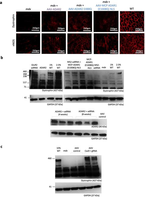 Immunofluorescence And Western Blotting Analyses Of In Vivo Dystrophin