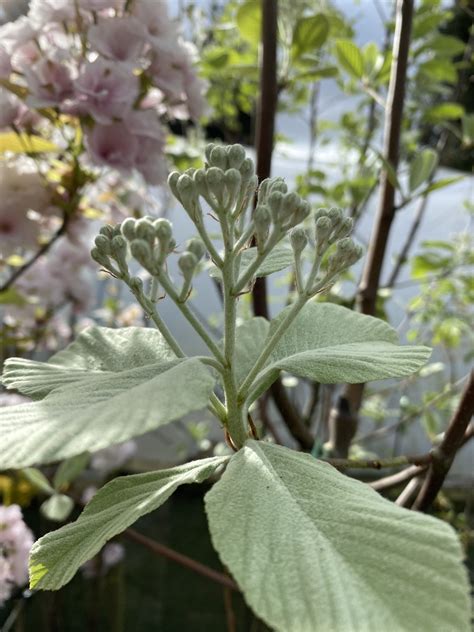 Sorbus aria 'Lutescens' Whitebeam 7ft - Image 2