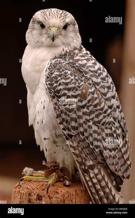 Bird Of Prey Hybrid Stock Photo Alamy