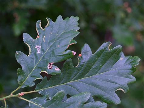 Quercus Petraea Matt Liebl Pflanzengallen Dr Hans Buhr