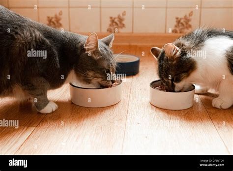 Cats Eating Food