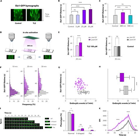 Light Dependent Inhibition Of Clathrin Mediated Endocytosis In Yeast