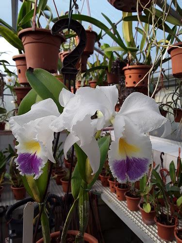 Cattleya Mendelii Var Semi Alba Manfred Walter Flickr