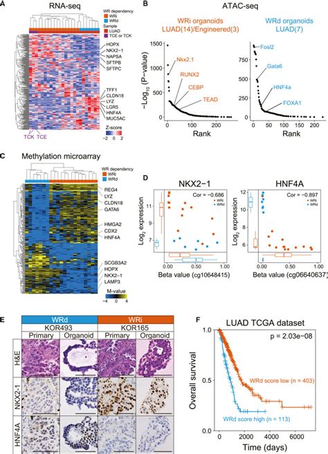 Genotype Phenotype Mapping Of A Patient Derived Lung Cancer Organoid