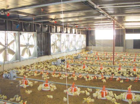 Steel Structure Automatic Chicken Farm With Poultry Equipments High