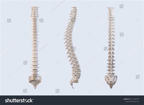 Human Vertebrae Anatomy Spine Vertebral Bones Stock Illustration 1211234797