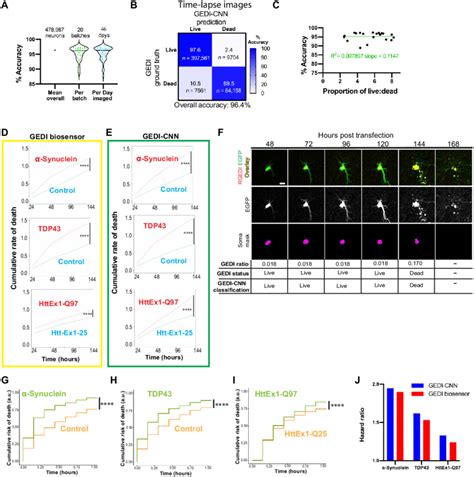 Application Of Gedi Cnn To Time Lapse Single Cell Imaging Of Neurons Download Scientific