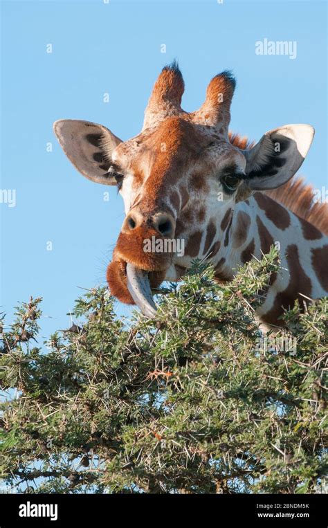 Reticulated Giraffe Giraffa Camelopardalis Reticulata Eating From Treetop Laikipia Kenya