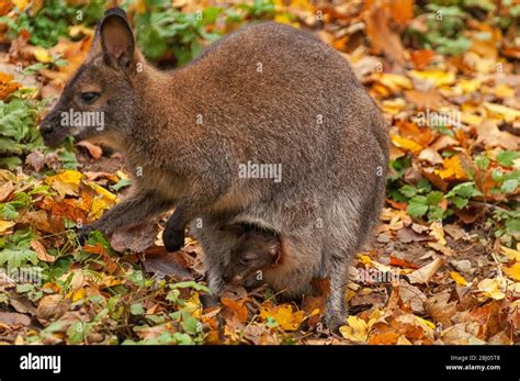 Baby kangaroo pouch hi-res stock photography and images - Alamy