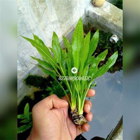 Jual Echinodorus Amazonicus Media Wabikusa Amazon Sword Tanaman