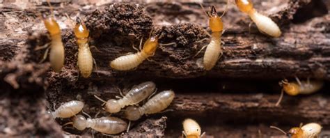 Understanding Termites Prevention Identification And Control