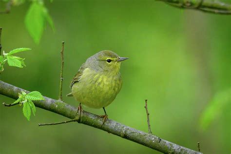 Orange Crowned Warbler Photograph By Julie Barrick Fine Art America