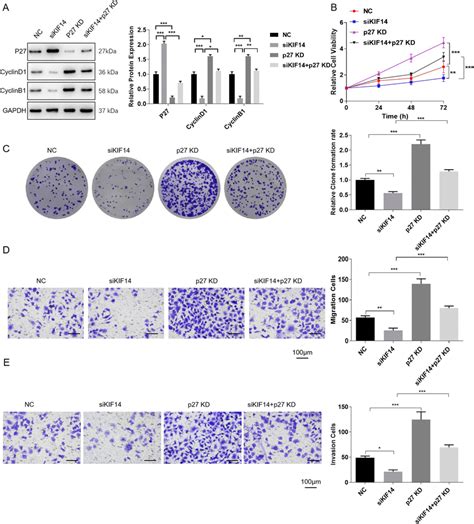 Kif Knockdown Arrests The Cell Cycle By Inhibiting P Degradation