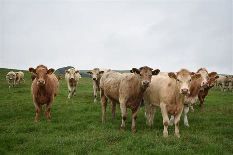 Sba Farm Walk Scott Hendersons Image Gallery National Beef