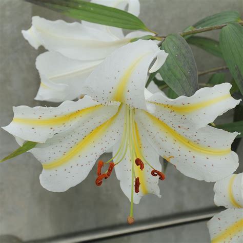 Lilium Auratum Wikipedia