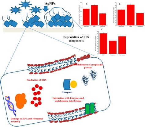 Frontiers Biogenic Silver Nanoparticles AgNPs From