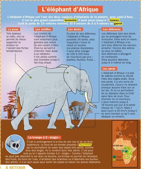 Science Infographic L L Phant D Afrique Infographicnow Your