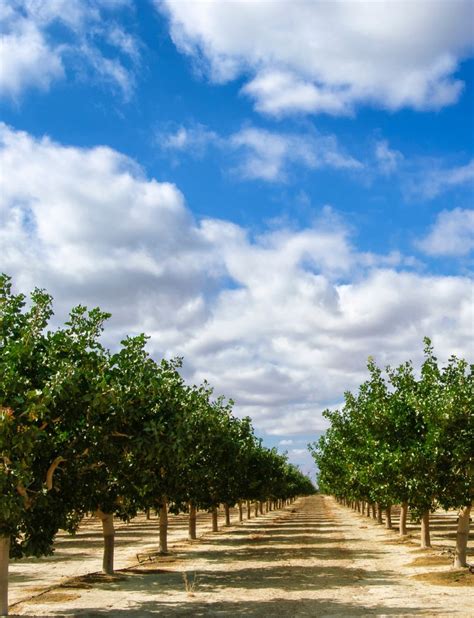 Pistachio Yield | Artificial pollination for pistachios in California