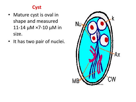 Giardia Ppt
